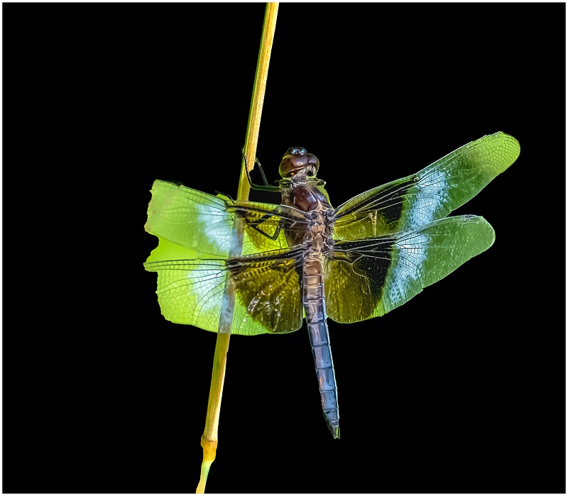 King Skimmer Dragonfly_Shelton_34_July_24_2022_Butterflies copy