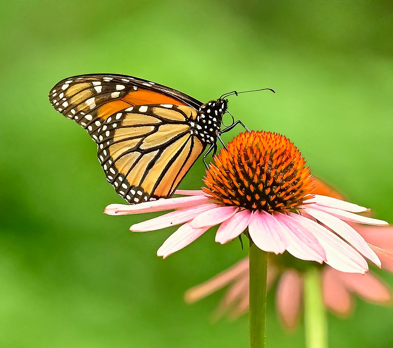 Monarch on Cone Flower