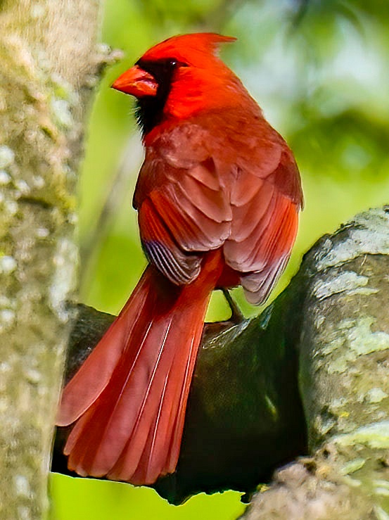 Northern Cardinal on Watch_C