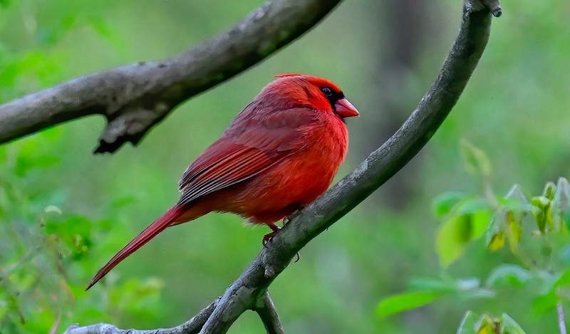 Northern Cardinal 1_C