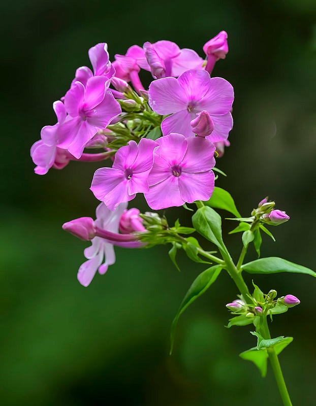 Purple Phlox