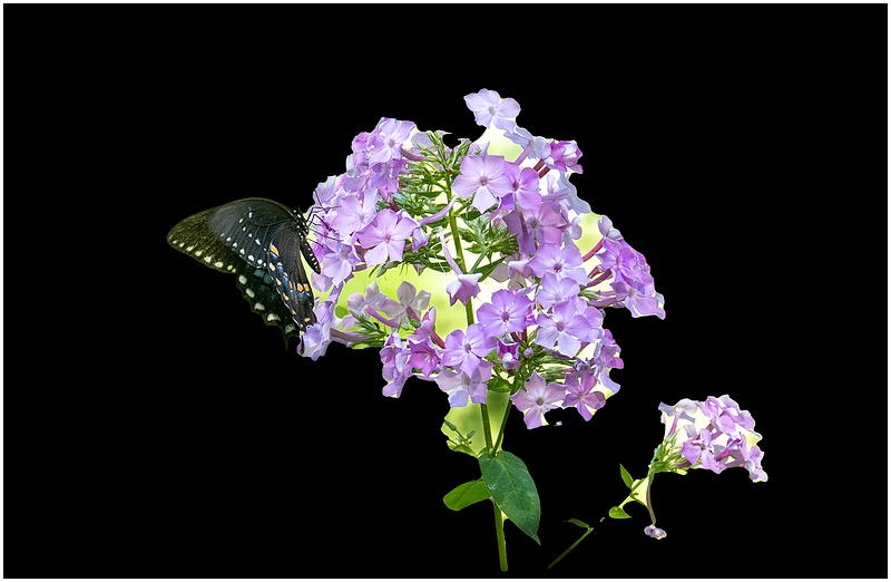 Purple Phlox and Black Swallotail_57_7_27_22
