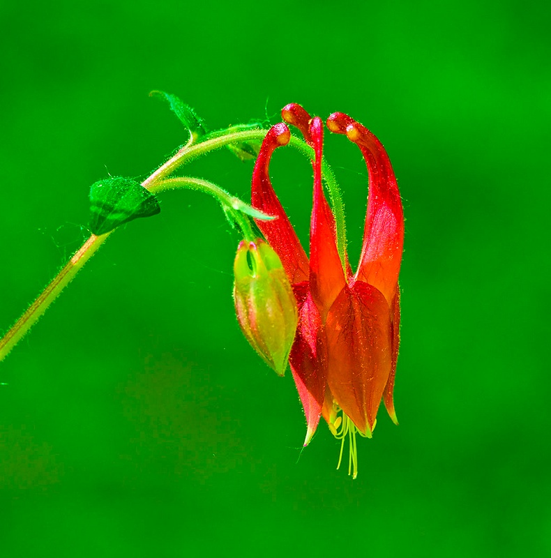 Red Columbine_C