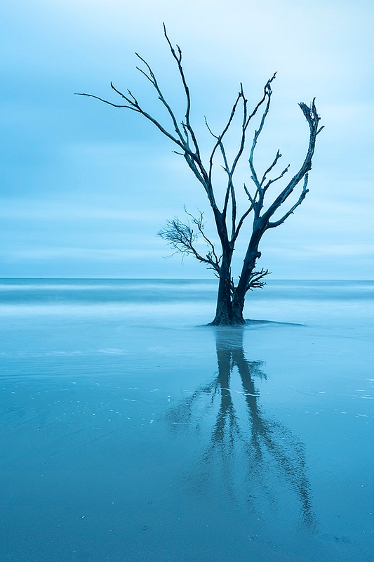 RESILIENCE_Boneyard Tree Reflection CHARLESTON_1239_2022_APRIL copy