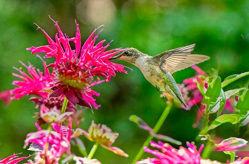 Ruby Throated Humming Bird & Scarlet BeeBalm_Eklund_100__7_30_21_35  copy 4
