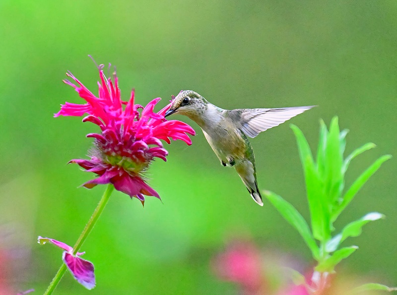 Ruby Throated Humming Bird FEEDING_225__COPY 2