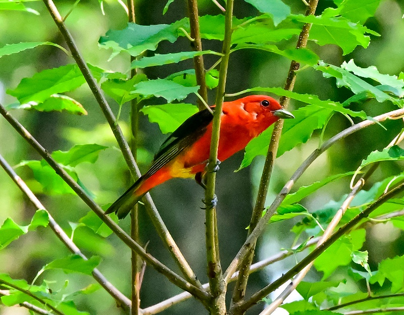 SCARLET TANAGER_Eklund_238__7_27_21_ copy