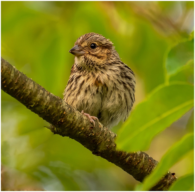 Shelton_Song Sparrow_1_July_20 _2022 copy