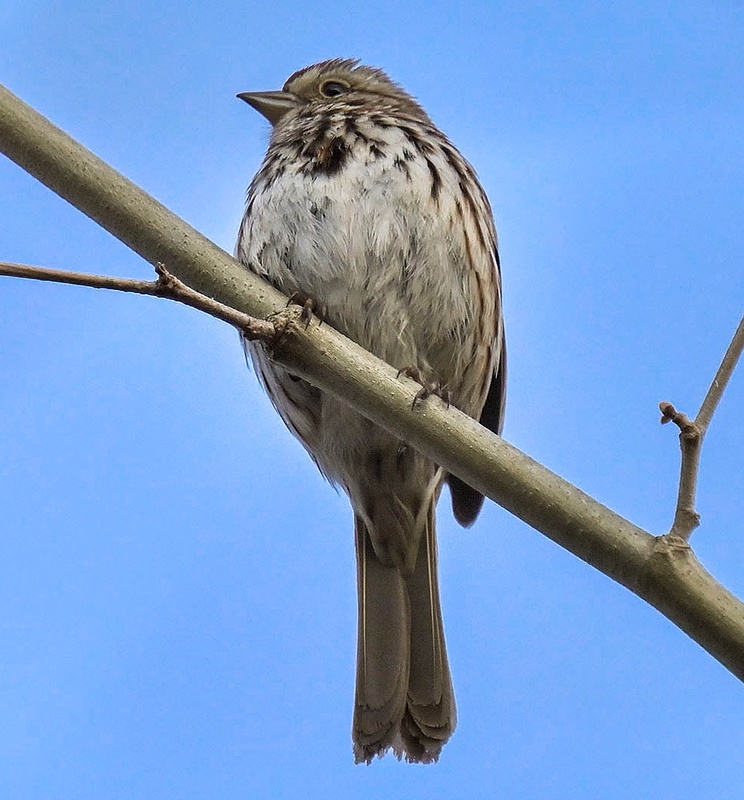 Song Sparrow