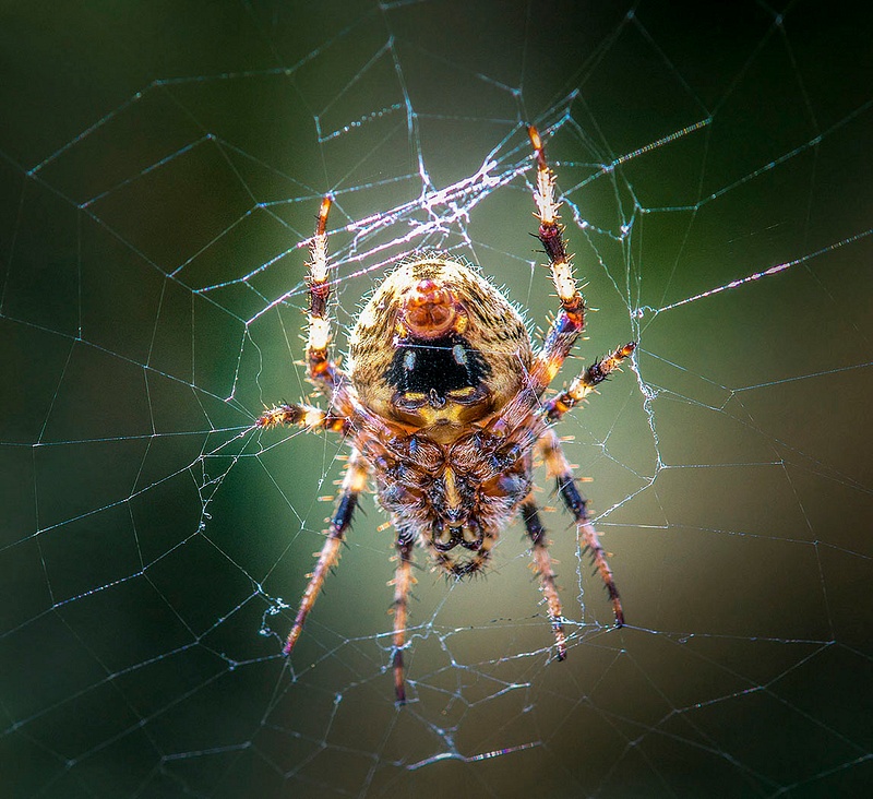 Spotted Orbweaver