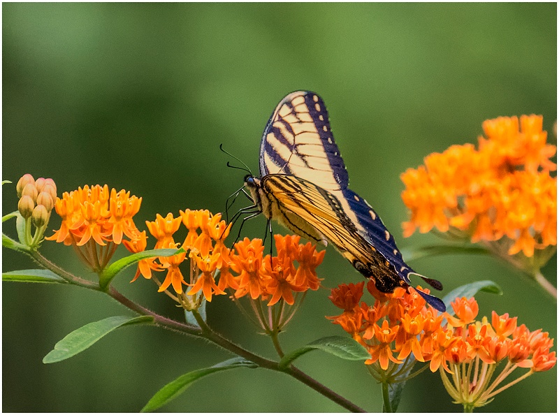 Tiger Swallowtail_Shelton_120_July_20 _2022 copy