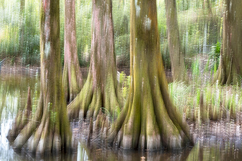 Trees in Motion_1