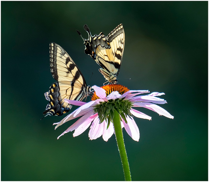 Two Tiger Swallowtailes_Shelton_156_July_21 _2022_Butterflies copy