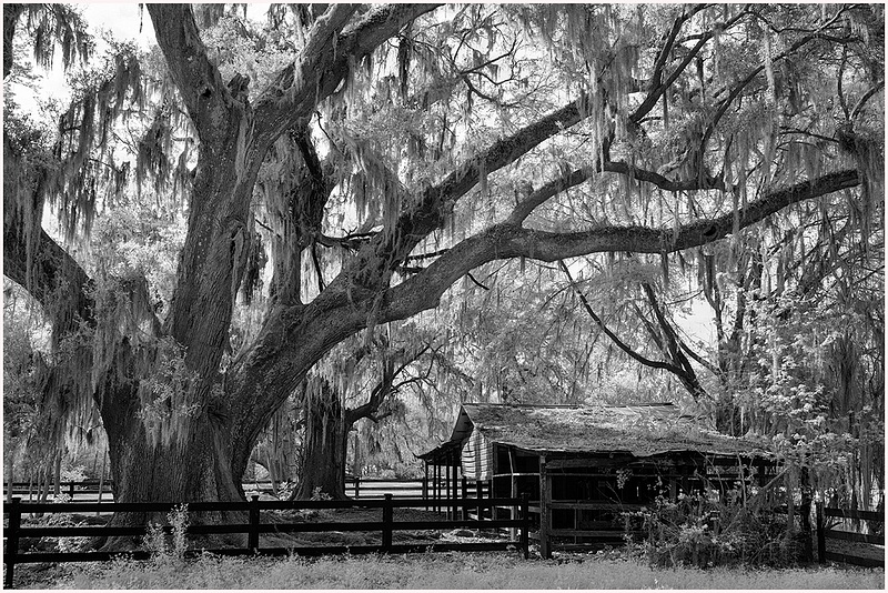 Magnolia Gardens Shed_copy