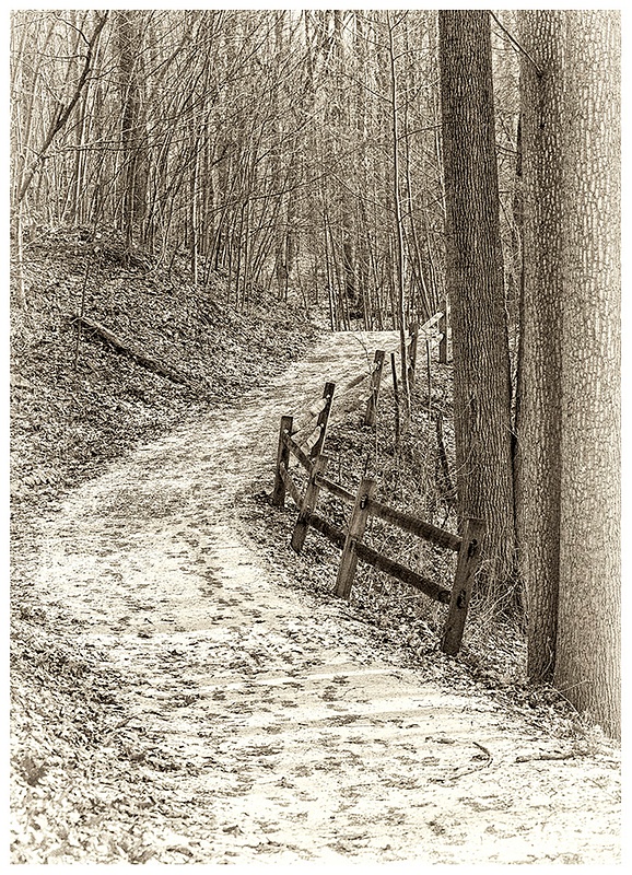 Snowy Path