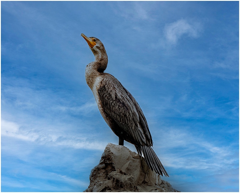 Double Crested Cormorant_Windsor_22_213
