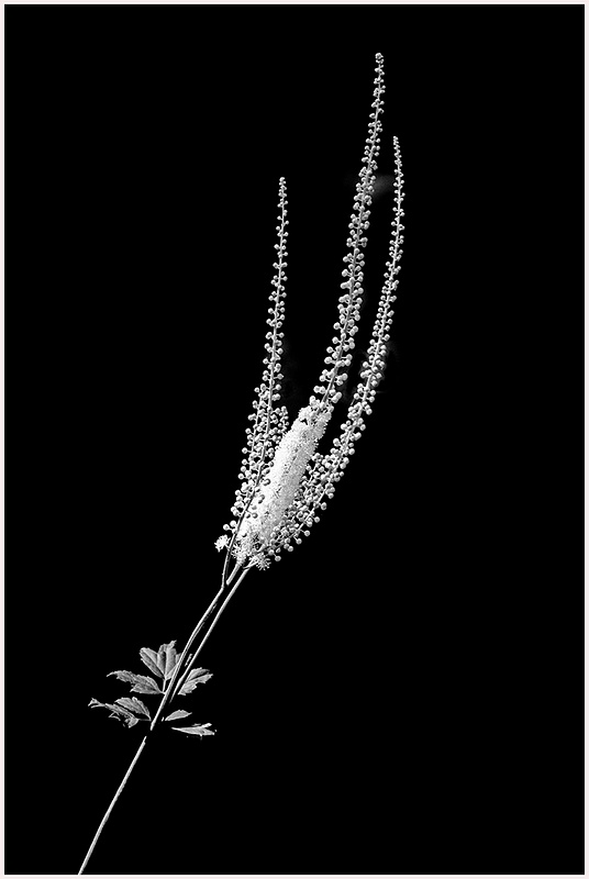 BW_BLACK COHOSH_Shelton__72June_30_2022 copy 2