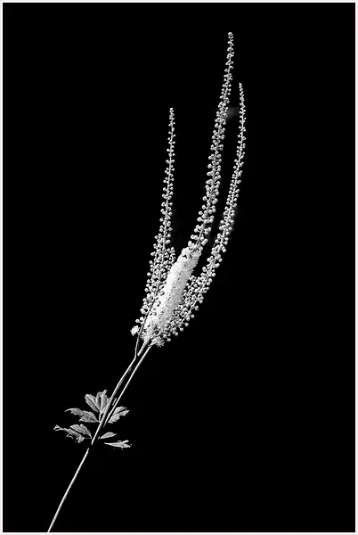 BW_BLACK COHOSH_Shelton__72June_30_2022 copy 2 by...