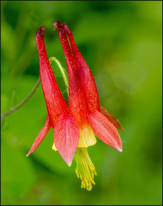 HOPE LAKE_COLUMBINE__05_29_23_157 copy
