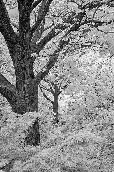 Repeating Patterns_BW_NYC_4_27_23_Thurs_1724 copy 2 by...