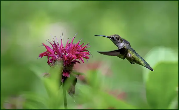 Hummingbird_118_07_13_23 by NormSolomon