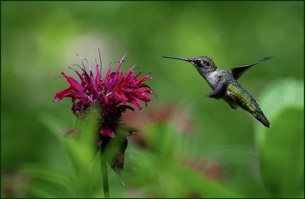 Hummingbird_119_07_13_2023 - NATURE - Norm Solomon Photography 