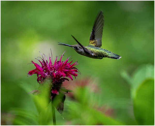 Hummingbird_120_07_13_23 copy - NATURE - Norm Solomon Photography