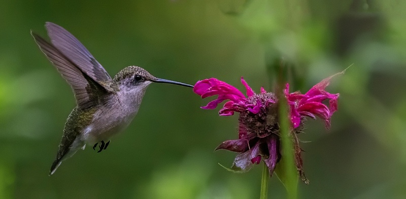 Hummingbirds_65 _07_26_23 copy-topaz-denoise