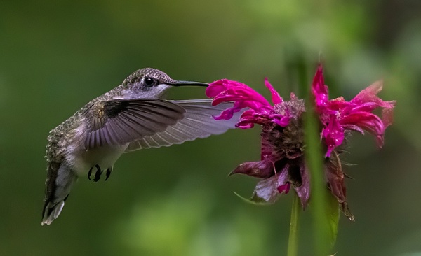 Hummingbirds_54 _07_26_23 copy-topaz-denoise - NATURE - Norm Solomon Photography