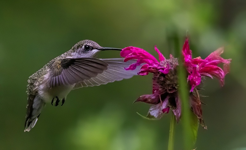 Hummingbirds_54 _07_26_23 copy-topaz-denoise