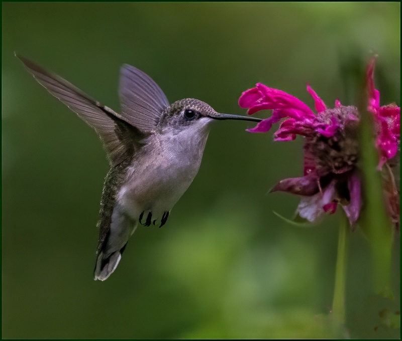 Hummingbirds_51 _07_26_23 copy 2-topaz-denoise