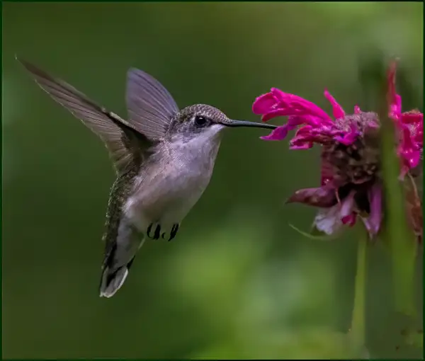 Hummingbirds_51 _07_26_23 copy 2-topaz-denoise by...
