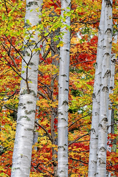 BIRCH TREES IN FALL_FORMATTED_NH_NITE_417_10_03_23 copy - Norm Solomon Photography 