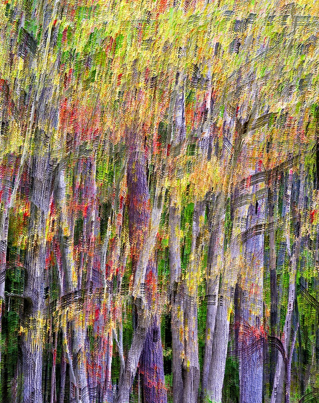ABSRACT_FALL COLOR_LUNEN_DAY_10_16_23_130 copy