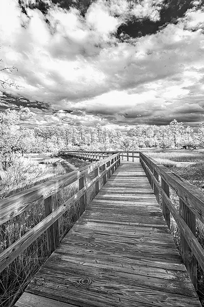 Marsh Boardwalk_C_03_06_24_2393_ copy by NormSolomon