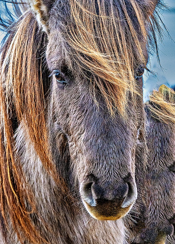 ICELAND_2_2125_2604 ICELANDIC HORSE PORTRAIT copy