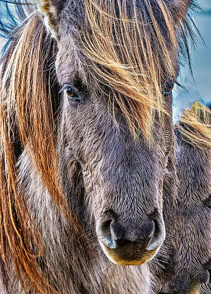 ICELAND_2_2125_2604 ICELANDIC HORSE PORTRAIT copy by...