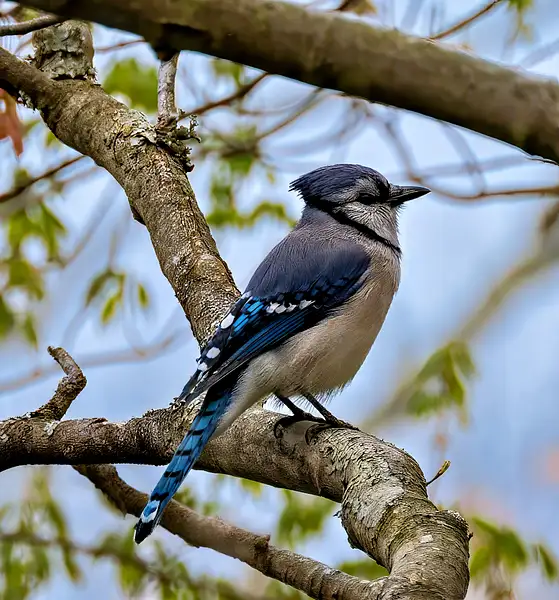 BLUE JAY_REV_SHELTON BIRDS_4_20262_24_ copy 2 by...