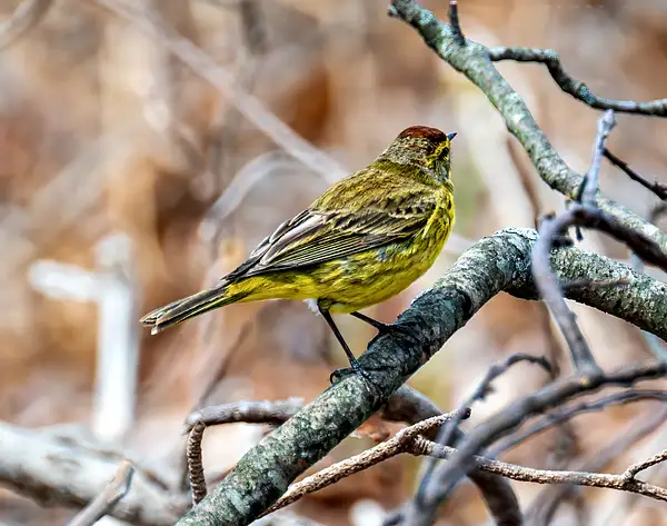 CAPE MAY WARBLER SHELTON BIRDS_4_2058_24_ copy by...