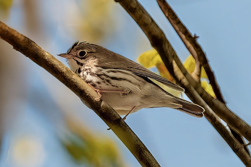 Ovenbird WARBLERSHELTON BIRDS_5_1_477_24_ copy