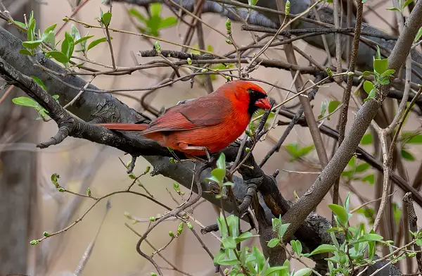 NORTHERN CARDINAL_SHELTON BIRDS_4_2082_24_ copy by...