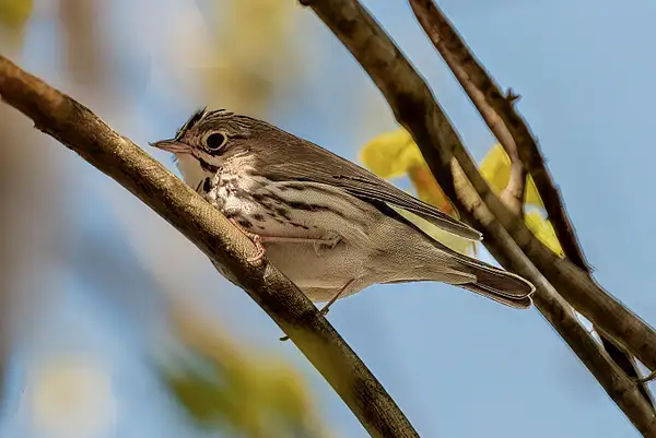 Ovenbird WARBLERSHELTON BIRDS_5_1_477_24_ copy by...