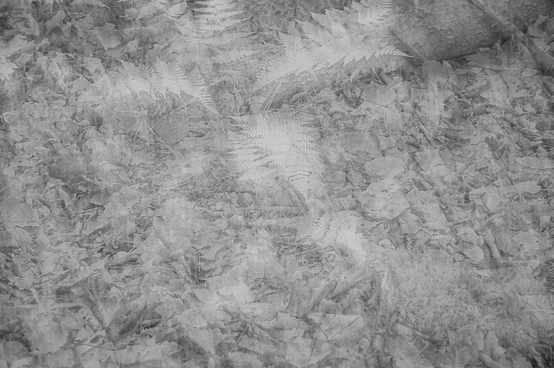 ADR_BOREAS POND_FERNABSTRACT__08_15_25_387 copy