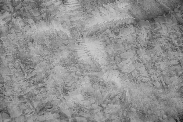 ADR_BOREAS POND_FERNABSTRACT__08_15_25_387 copy by...