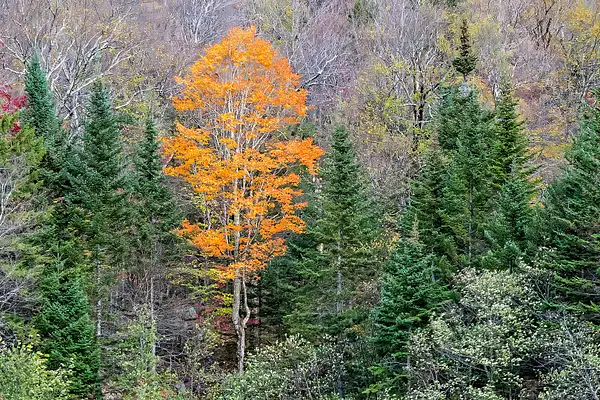 SINGLE TREE_NH_2025_10_08__011362 copy by NormSolomon