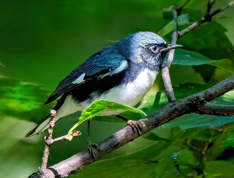 NYC_Black Throated Blue Warbler_9_28_25_095 copy