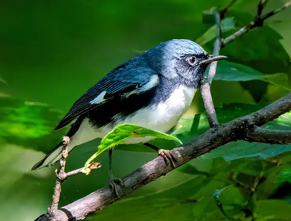NYC_Black Throated Blue Warbler_9_28_25_095 copy by...
