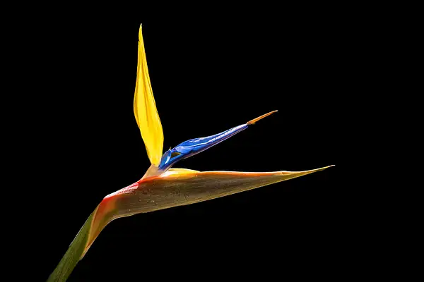 BIRD of  PARADISE_Sydney_AuNz_2026_795 copy by...