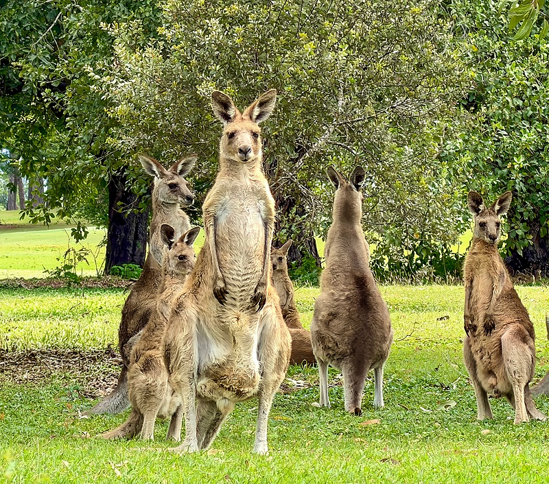 Kangaroos Golf Course IMG_5447 copy