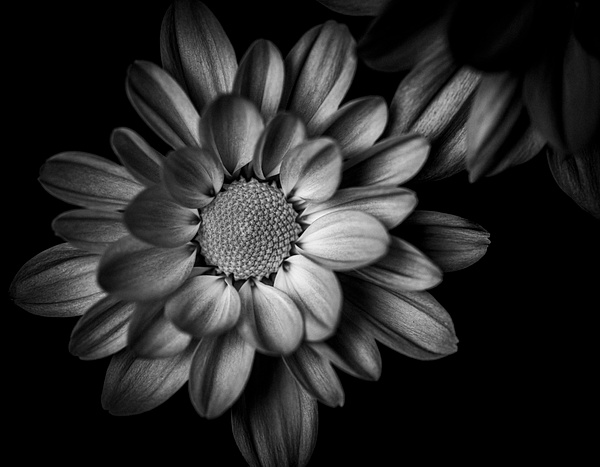 Flower Black and White - Osvaldo Corea
